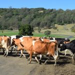 Dairy Farmers Victoria calls for fresh Victorian Government drought assistance