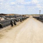 Dairy Herd Growth Sets Stage for Robust Future