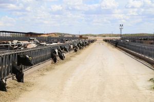 Dairy Herd Growth Sets Stage for Robust Future