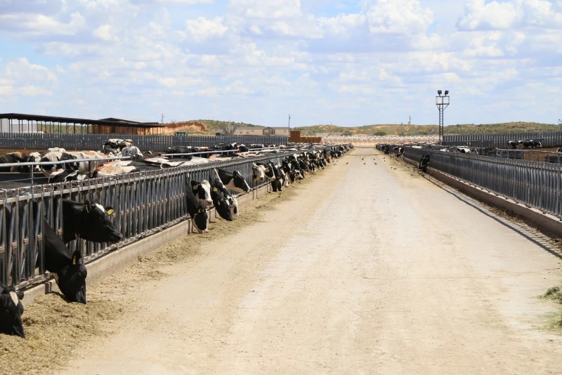 Dairy Herd Growth Sets Stage for Robust Future