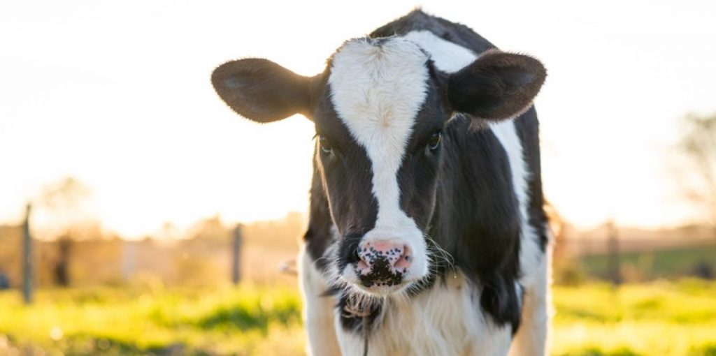 Dairy Trust Taranaki hosts B+LNZ Dairy Beef Progeny Test