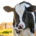 Dairy Trust Taranaki hosts B+LNZ Dairy Beef Progeny Test