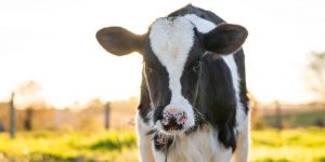 Dairy Trust Taranaki hosts B+LNZ Dairy Beef Progeny Test