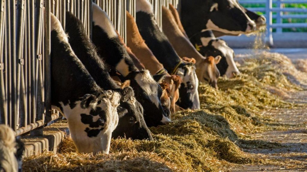 Dairy components becoming more popular than fluid milk