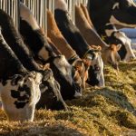 Dairy components becoming more popular than fluid milk