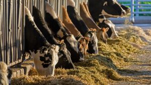 Dairy components becoming more popular than fluid milk