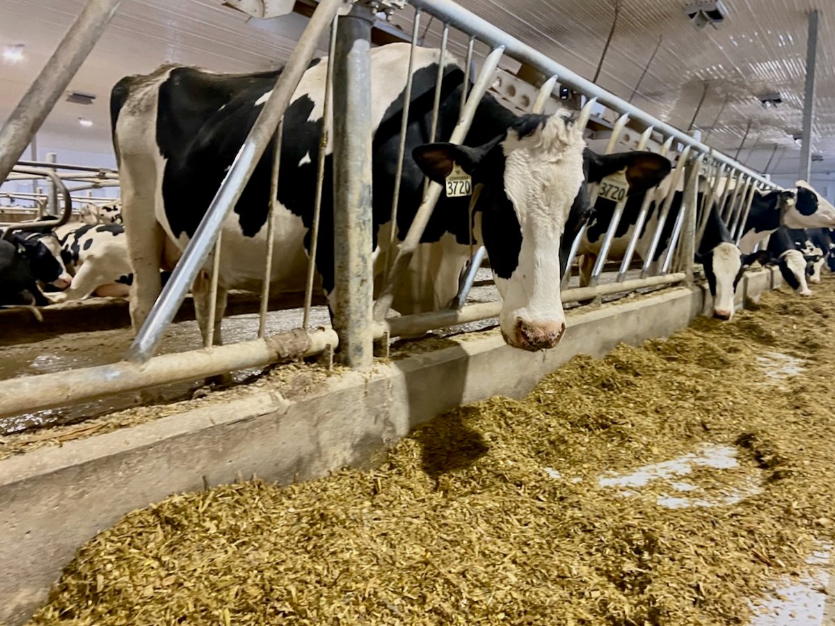 Dairy defends against provincial trade barrier criticism