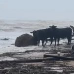 Dairy farmers devastated by floods across parts of New South Wales