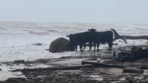 Dairy farmers devastated by floods across parts of New South Wales