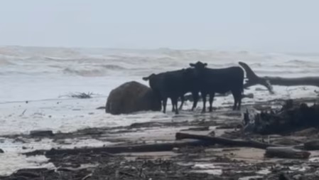 Dairy farmers devastated by floods across parts of New South Wales
