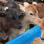 Dairy farmers wrestle with bobby calves issue