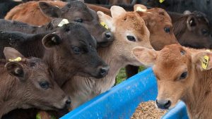 Dairy farmers wrestle with bobby calves issue