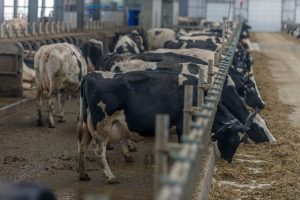 Dairy giants and coffee chains undermining climate change mitigation, watchdog warns