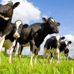 Dairy markets show both promise, weakness