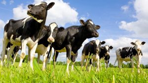 Dairy markets show both promise, weakness