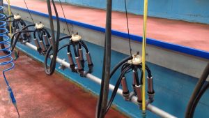 Dairy markets ‘resilient’ and price ‘looks steady’ – ICMSA