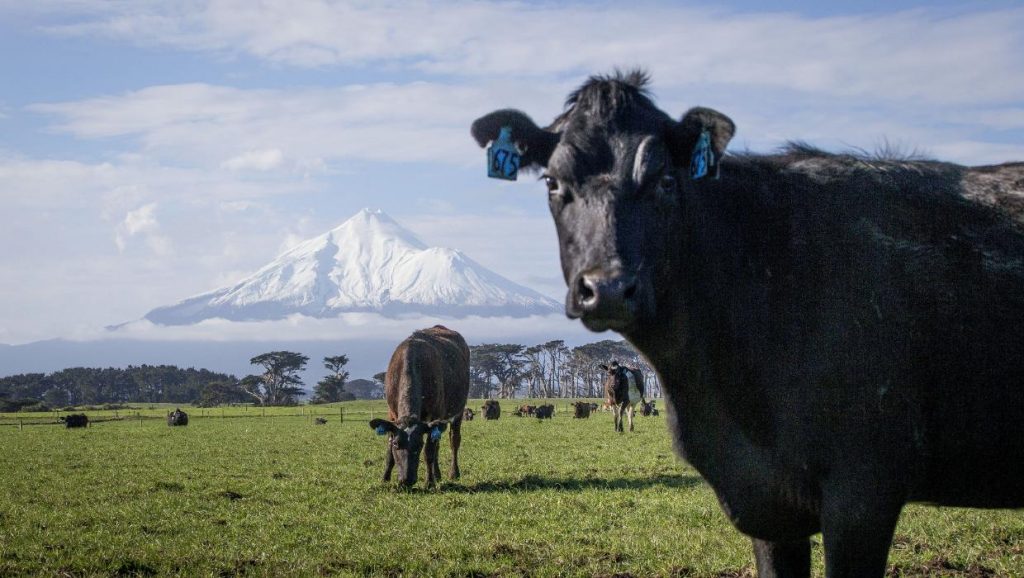 Dairy prices on fire in most recent global trade auction - but will it last