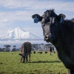 Dairy prices on fire in most recent global trade auction - but will it last