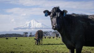 Dairy prices on fire in most recent global trade auction - but will it last