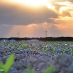 Farmers Brace for Impact What the MAHA Report Could Mean for Agriculture