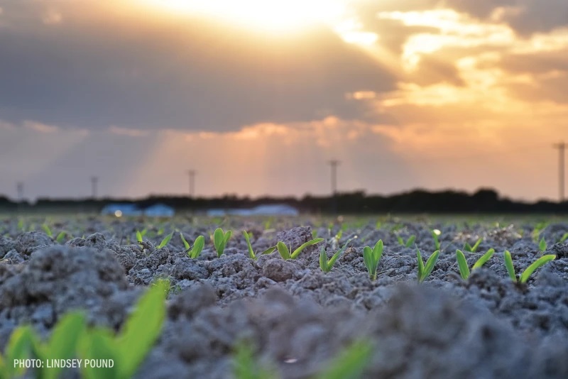Farmers Brace for Impact What the MAHA Report Could Mean for Agriculture