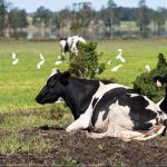 Farmers coming to terms with how much they've lost after devastating NSW floods