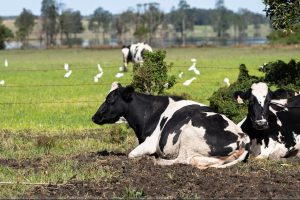 Farmers coming to terms with how much they've lost after devastating NSW floods
