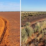 Farmers in arid region re-introduce native seeds to remote outback rangelands