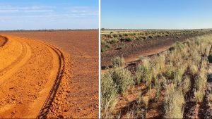 Farmers in arid region re-introduce native seeds to remote outback rangelands