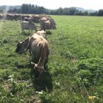 Farmers say Trump cuts to USDA threaten agriculture in America and their survival