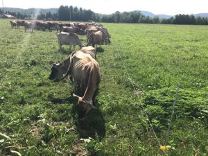 Farmers say Trump cuts to USDA threaten agriculture in America and their survival