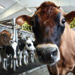 Federal workers keep America's farms healthy. What now under Trump