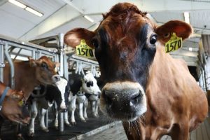Federal workers keep America's farms healthy. What now under Trump