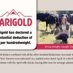 Financial Squeeze How Darigold’s Decision Will Impact Milk Prices