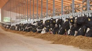 First Heat Stress Insurance Solution Available to Michigan Dairy Producers