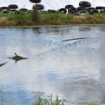 Give pastures a boost with effluent