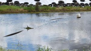 Give pastures a boost with effluent
