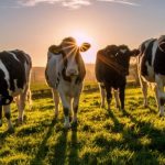 How milk got its mojo back