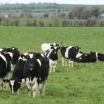ICBF Statistics Point to Major Future Shortage of Dairy Replacement Stock