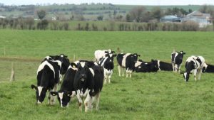ICBF Statistics Point to Major Future Shortage of Dairy Replacement Stock