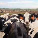 Kansas dairies grow through robotic milkers, Adopt A Cow program