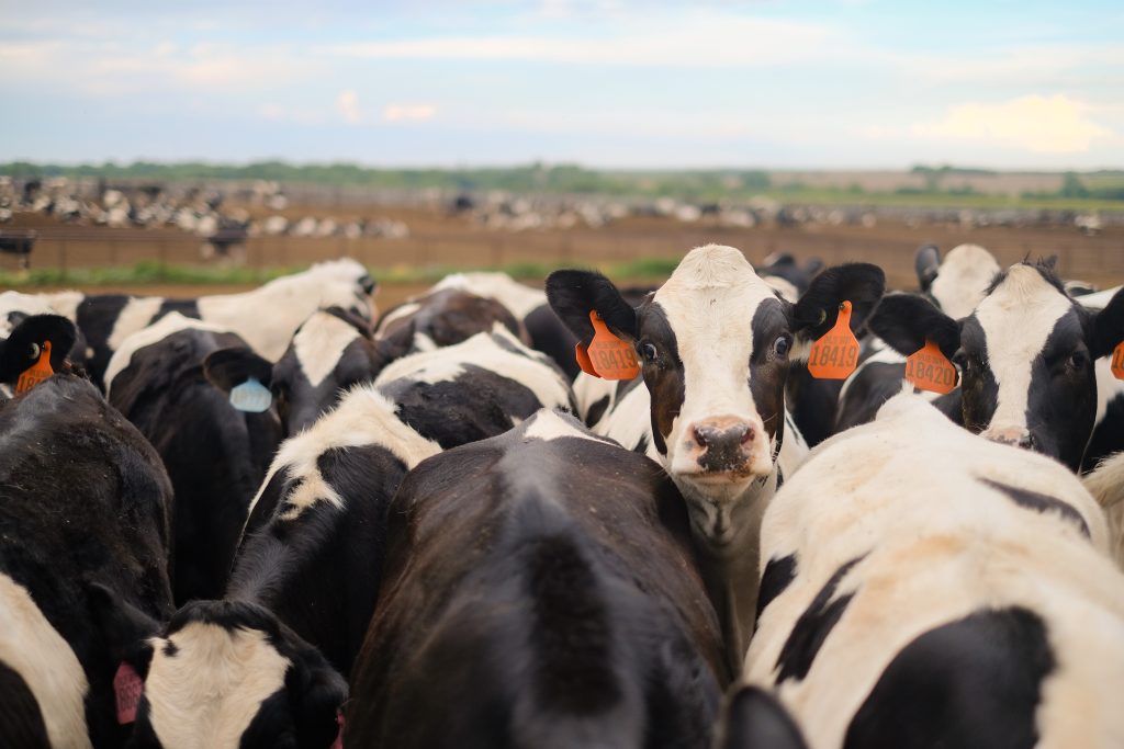 Kansas dairies grow through robotic milkers, Adopt A Cow program