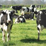 Mexico receives more than 8,000 dairy cows from Australia