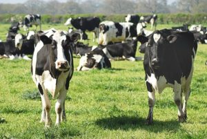Mexico receives more than 8,000 dairy cows from Australia