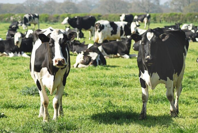 Mexico receives more than 8,000 dairy cows from Australia