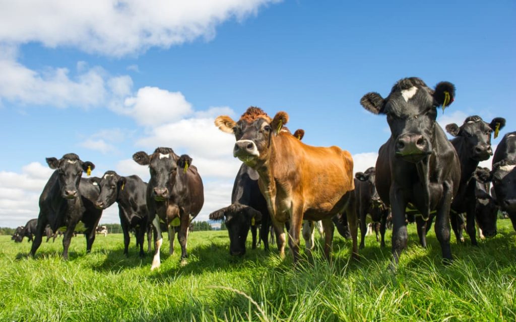 Mooving Day Farmers ask drivers not to honk and to 'please drive slowly' as they relocate cows