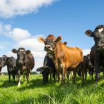 Mooving Day Farmers ask drivers not to honk and to 'please drive slowly' as they relocate cows