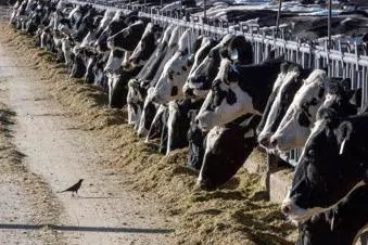 NMPF please with dairy provisions in House Ag reconciliation package