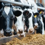 New York A Hub for Modern Dairy Processing