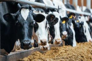 New York A Hub for Modern Dairy Processing